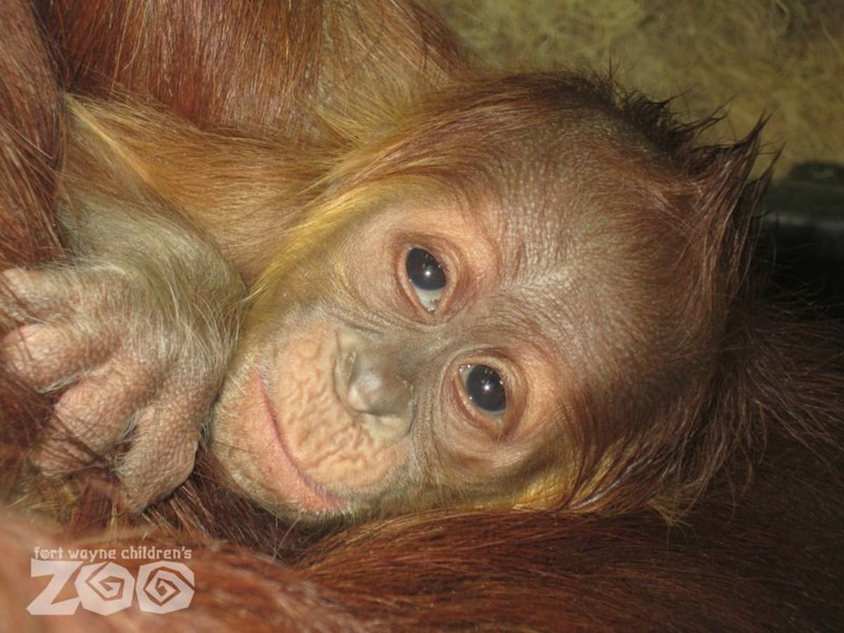 Mladý orangutan - Obrázek 1