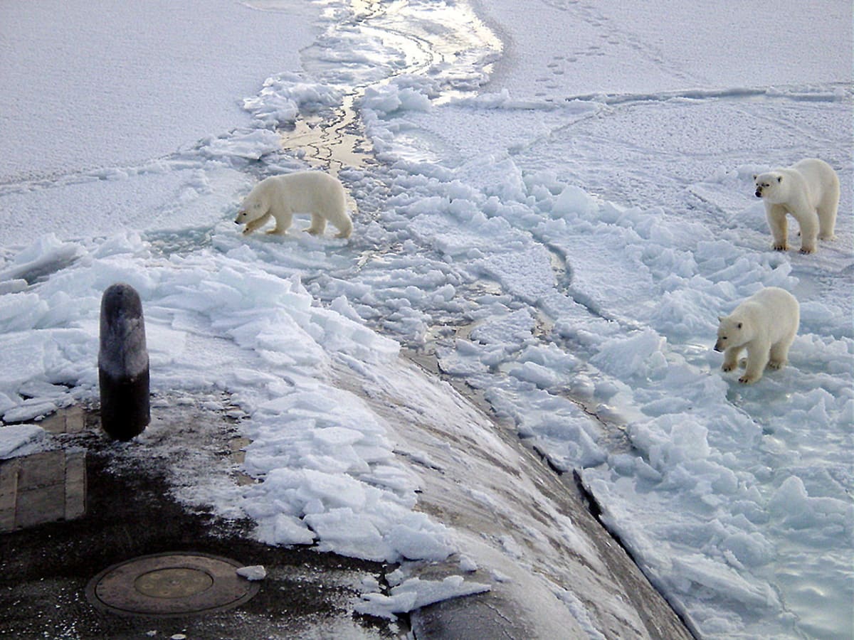 Lední medvědi - zvědavci u ponorky