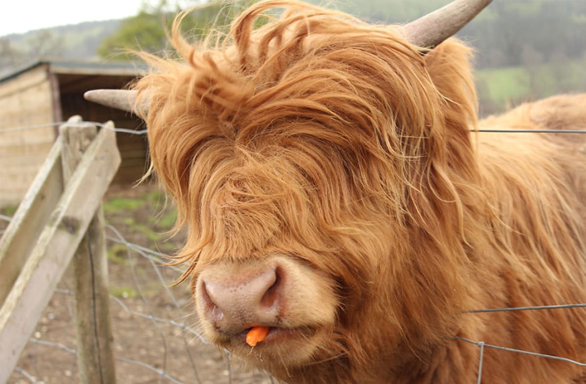 Skotský náhorní skot neboli highland cattle je velmi odolné plemeno skotu dokonale přizpůsobené tamnímu chladu...