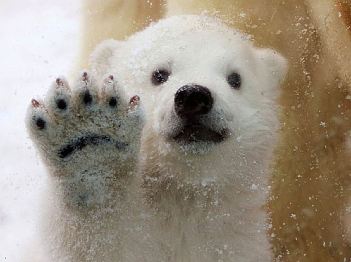 Tlapy ledního medvěda