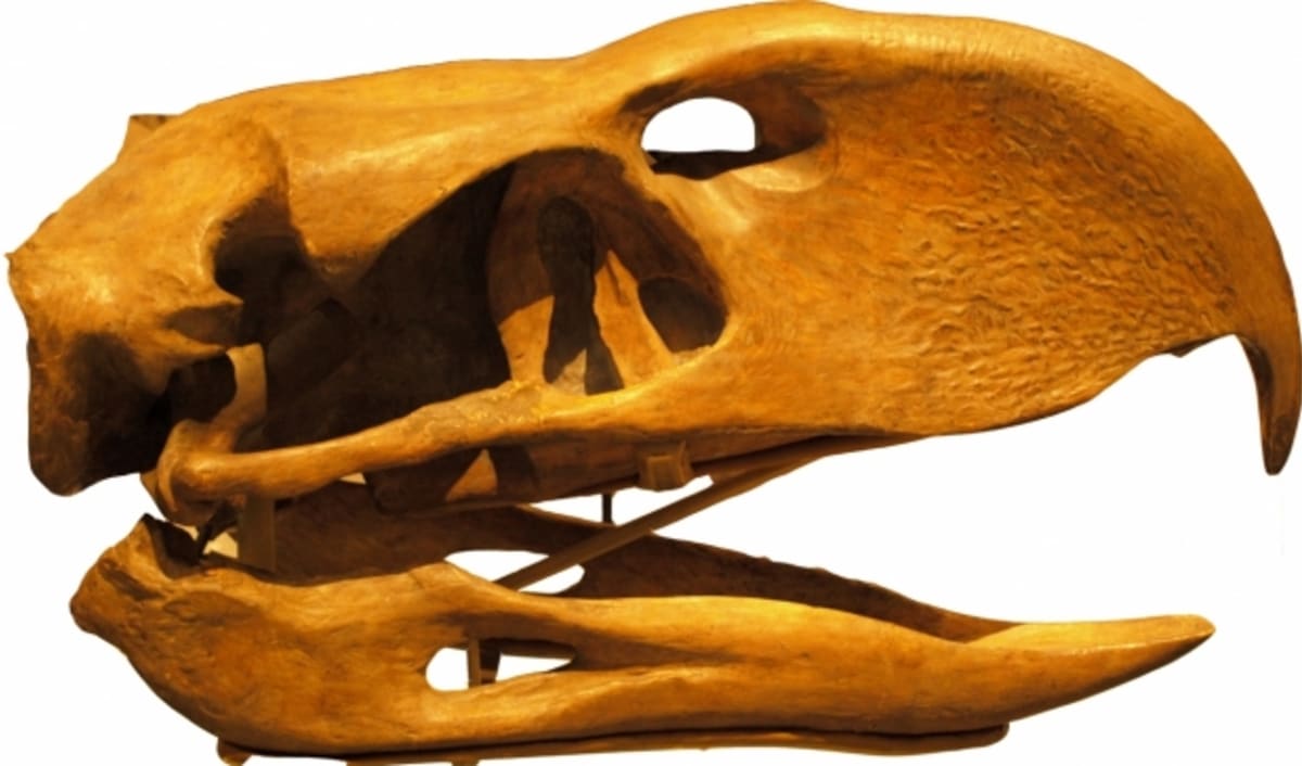 Lebka  phorusrhacose