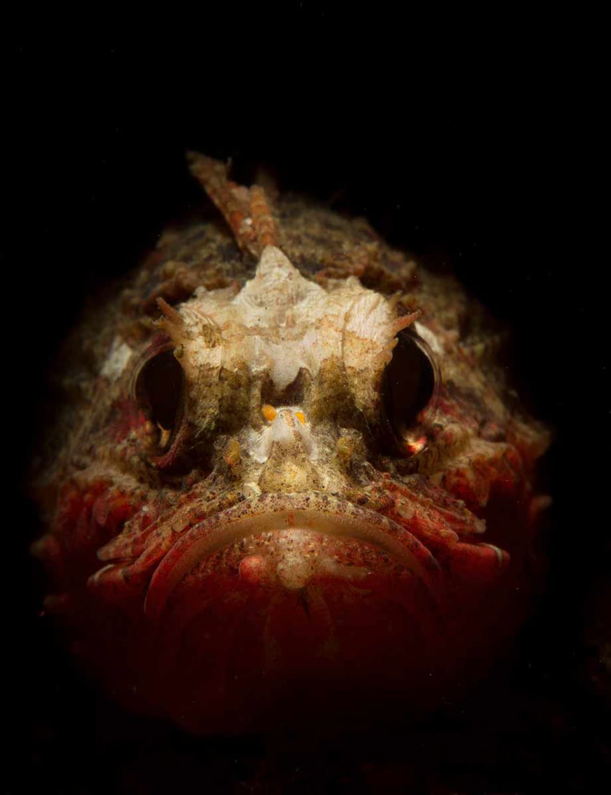 Nejpodivnější tvorové z hlubin oceánů - Obrázek 2