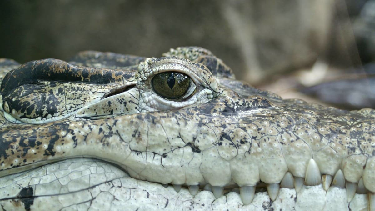 Poznáte krokodýla od aligátora?