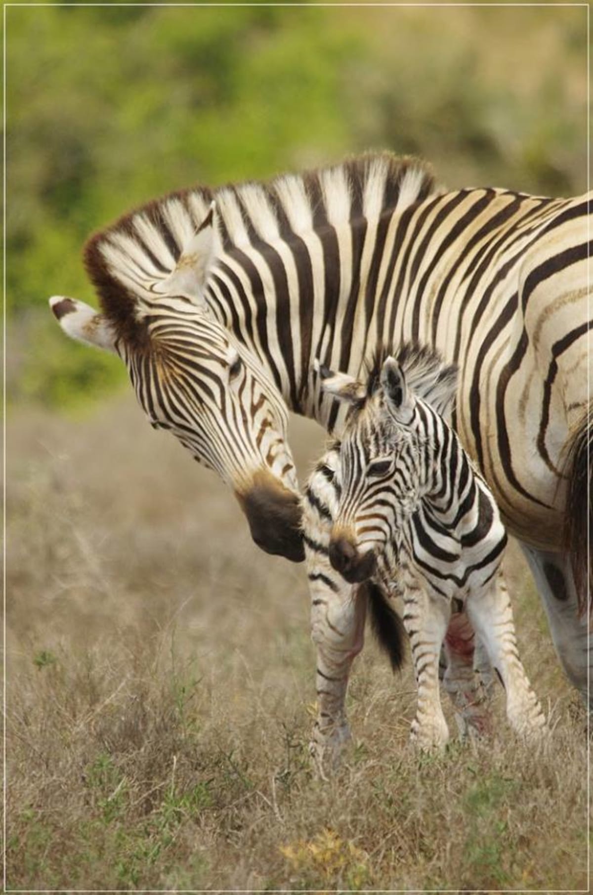 Jak rychle dokáže mládě zebry vstát poté, co se narodí?! - Obrázek 5