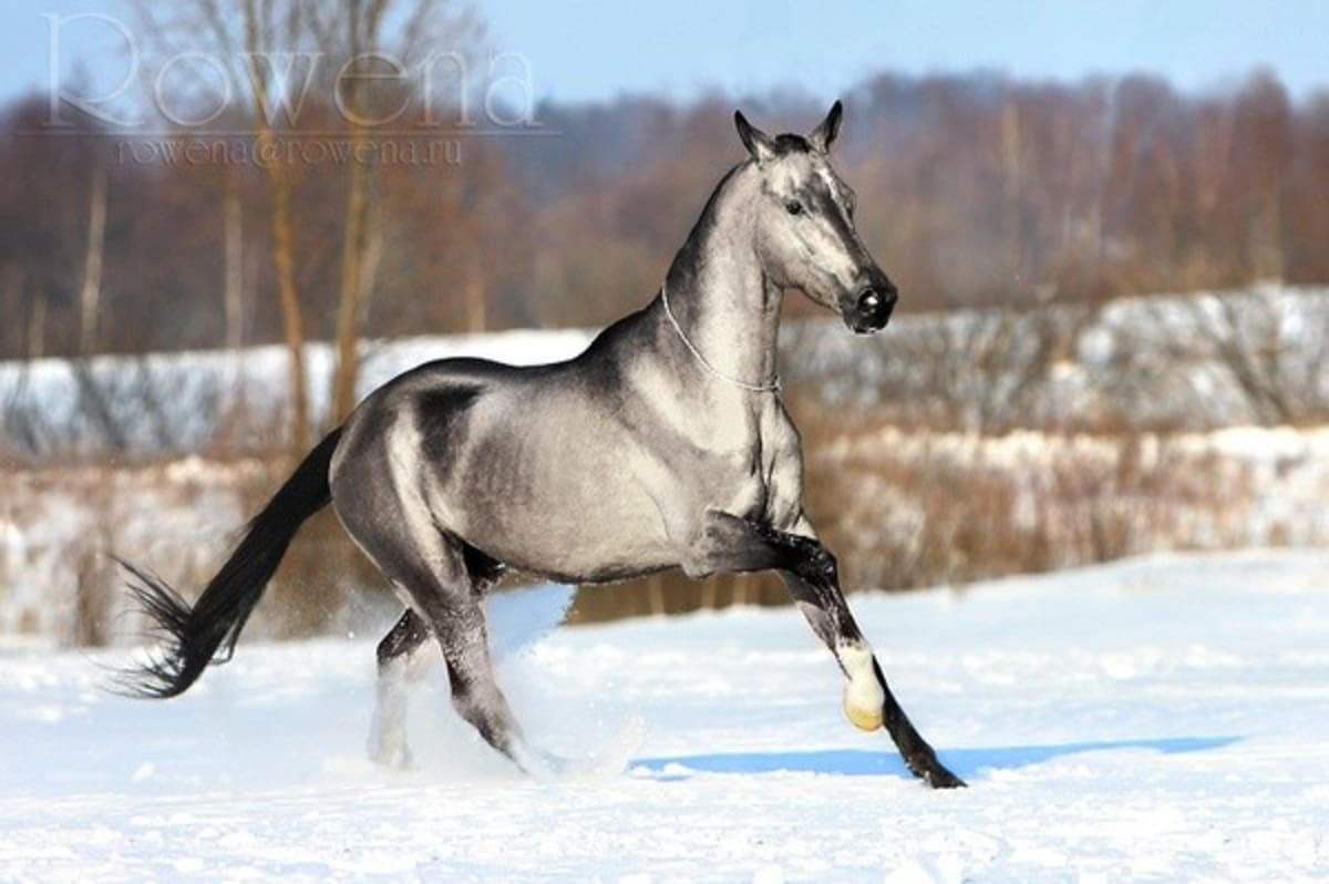 Nejpodivněji a nejkrásněji zbarvení koně - Obrázek 19