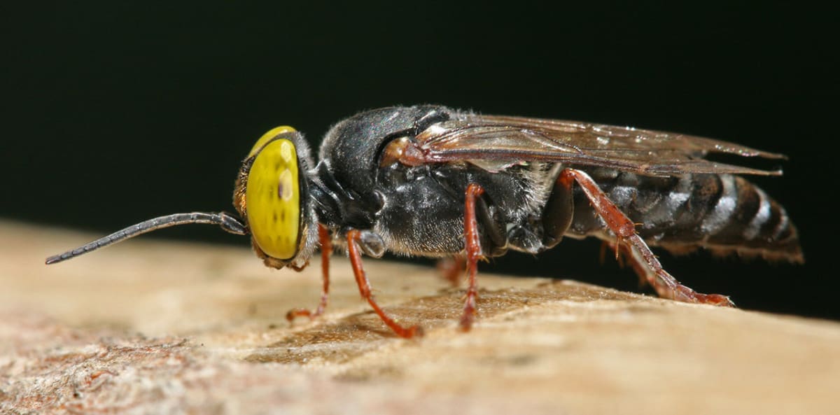blanokřídlá kutilka, včelák rodu Tachysphex