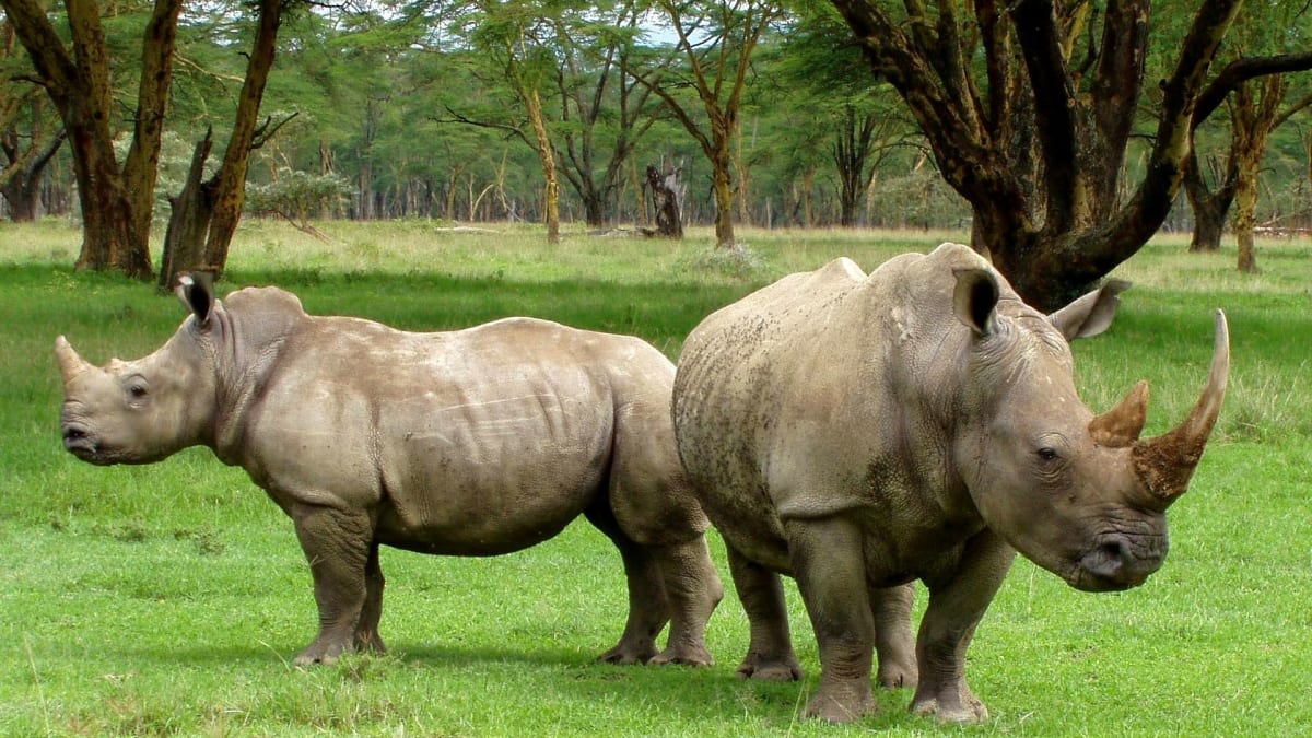 "Tanky" mezi savci - to jsou nosorožci