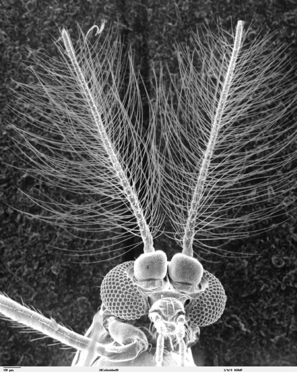 Nejpodivnější hlavy hmyzu zblízka - Obrázek 2