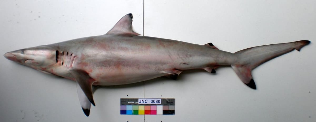 žralok krátkoploutvý Carcharhinus brevipinna
