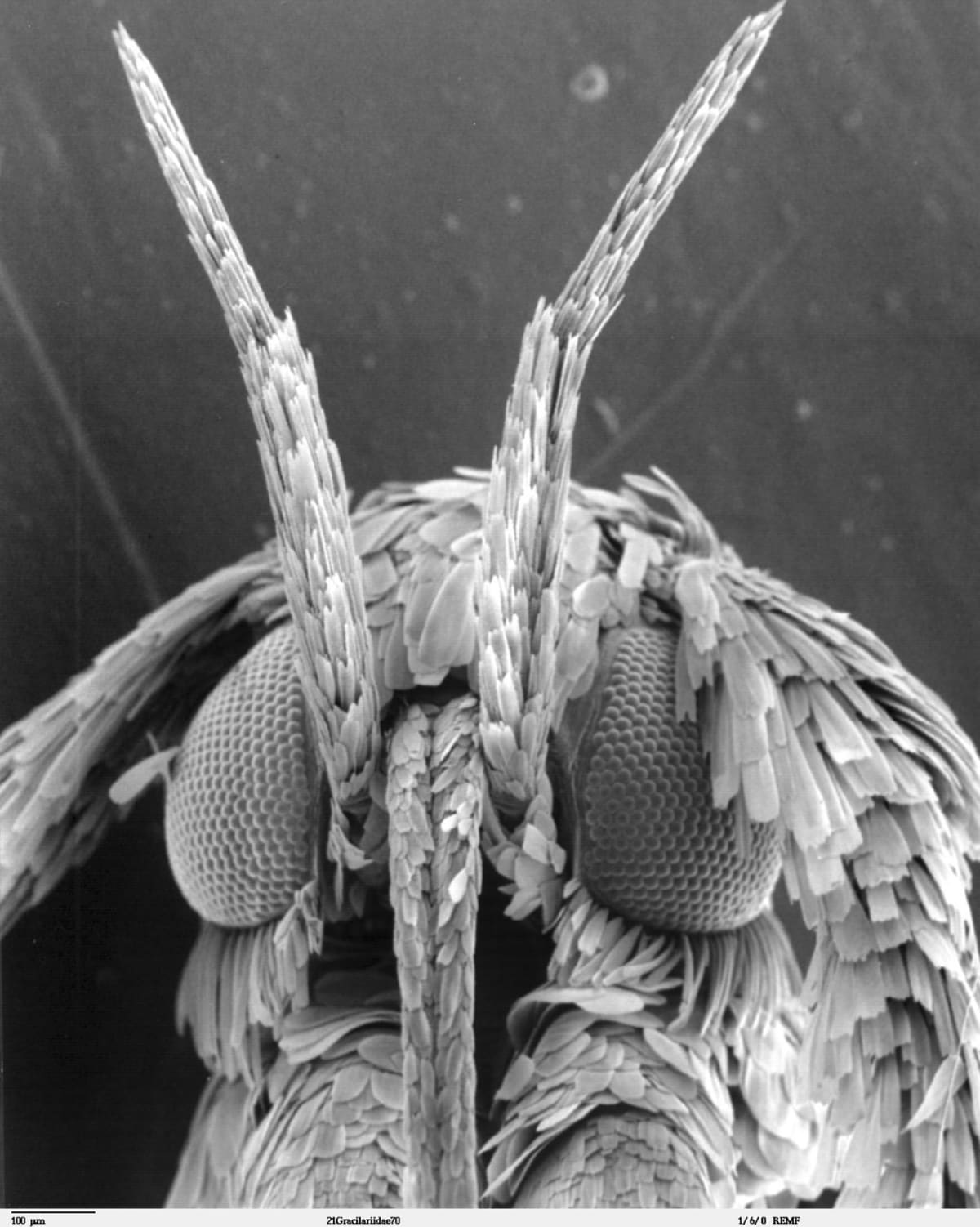 Nejpodivnější hlavy hmyzu zblízka - Obrázek 14
