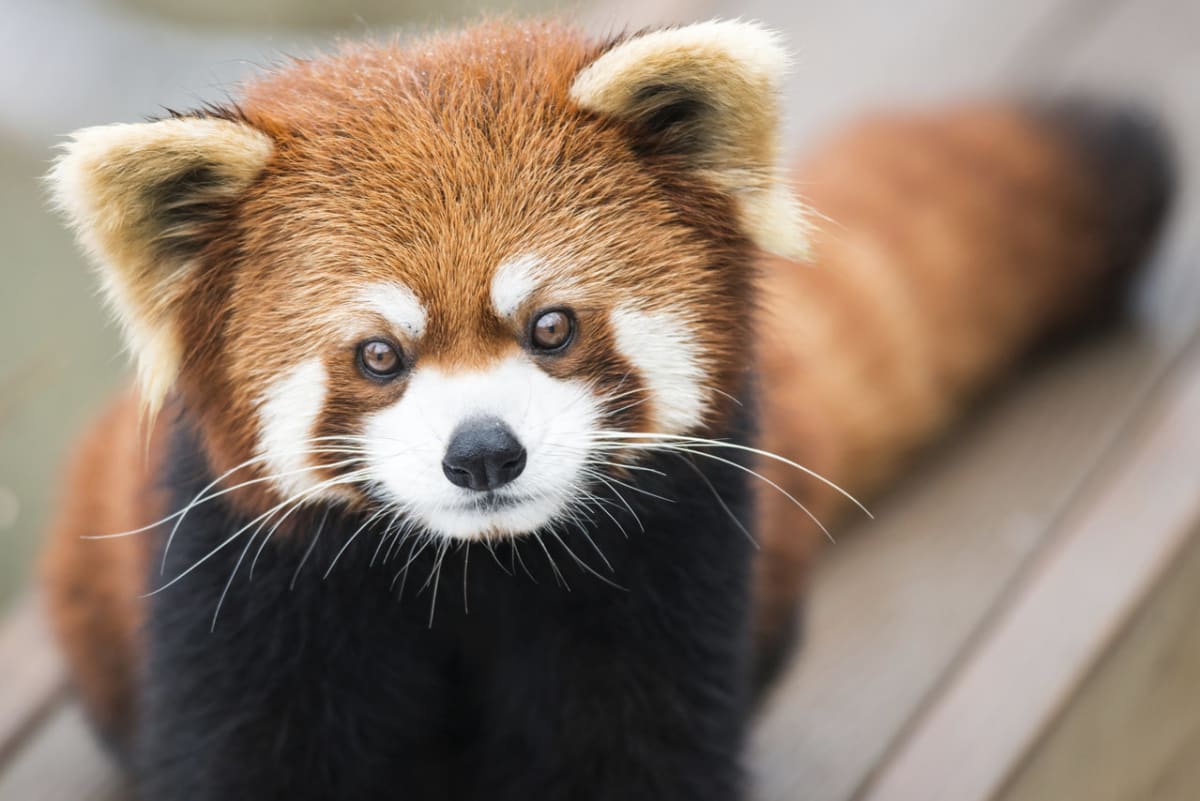 Pandy červené: připomínají vám víc kočku nebo medvídka? - Obrázek 7