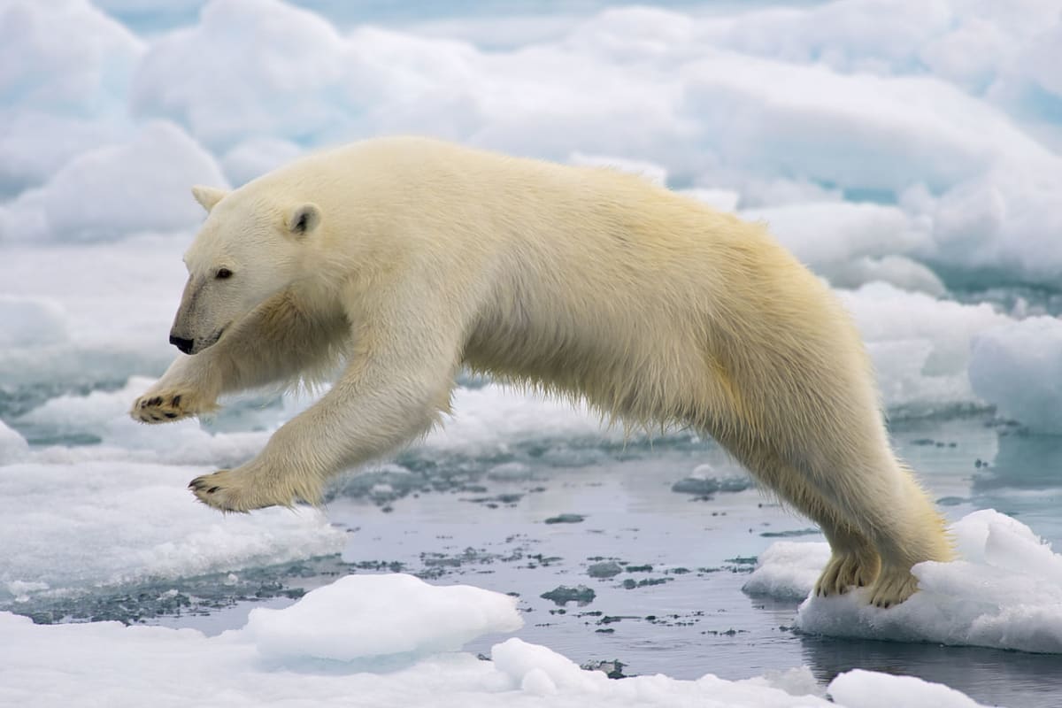 Lední medvědi - mistr ve skoku na kru