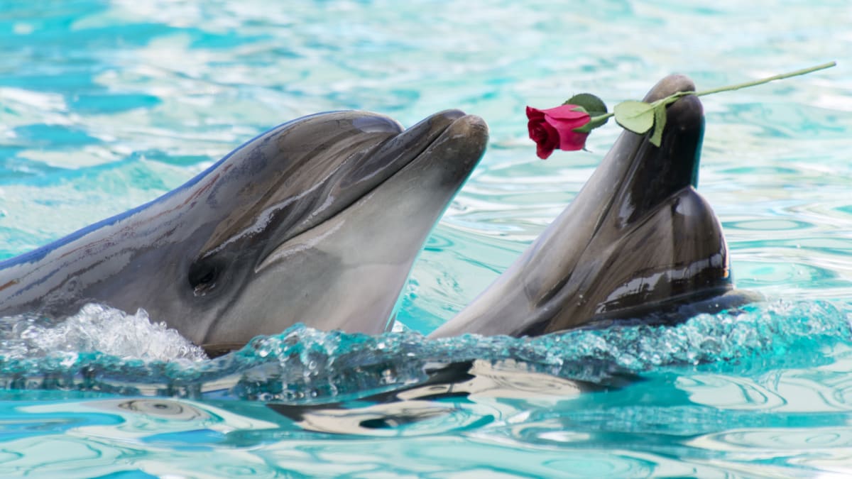 Co mají delfíni společného s lidmi?