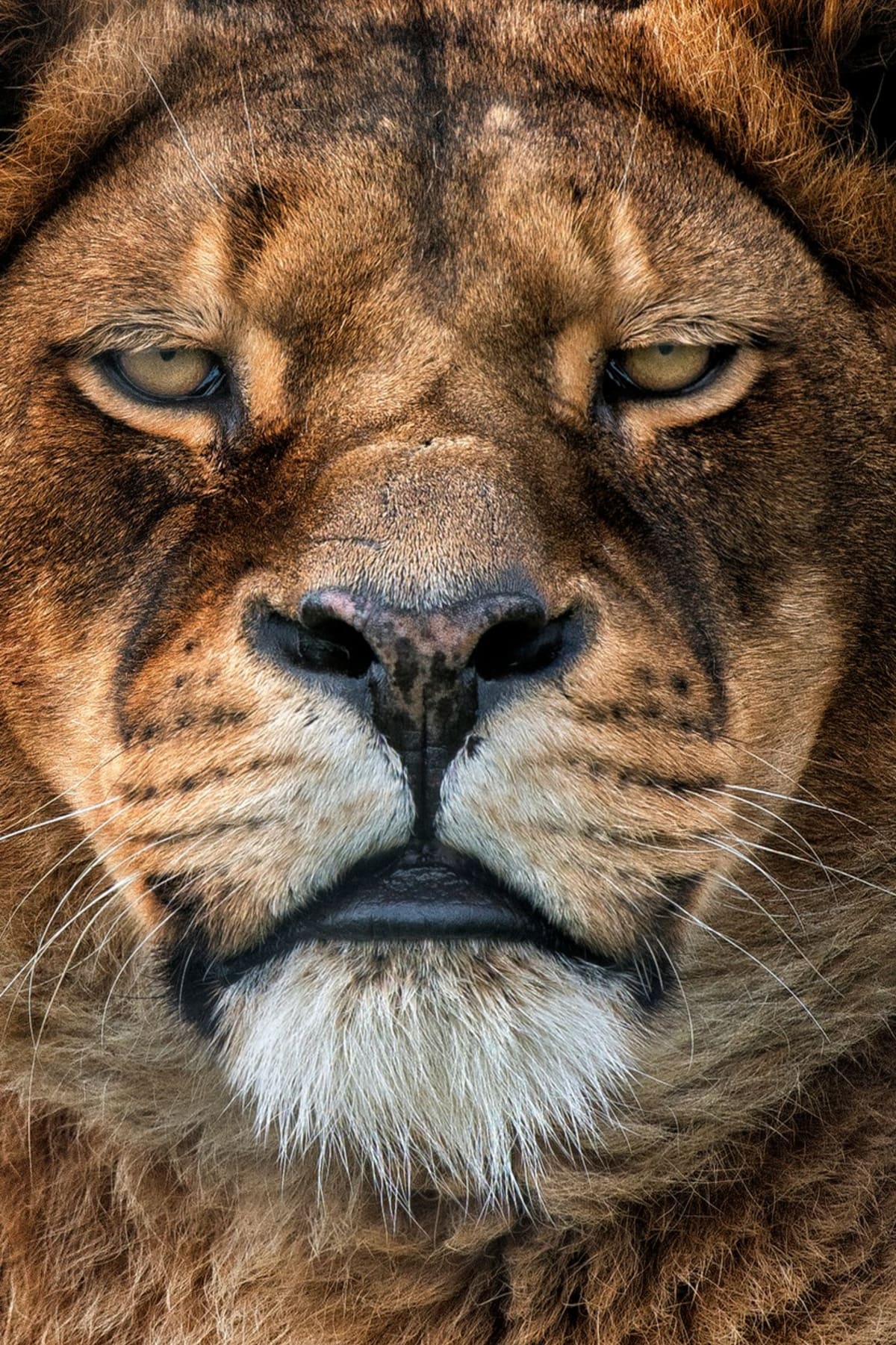 Nejkrásnější portréty divokých zvířat: co tvář, to osobnost! - Obrázek 7