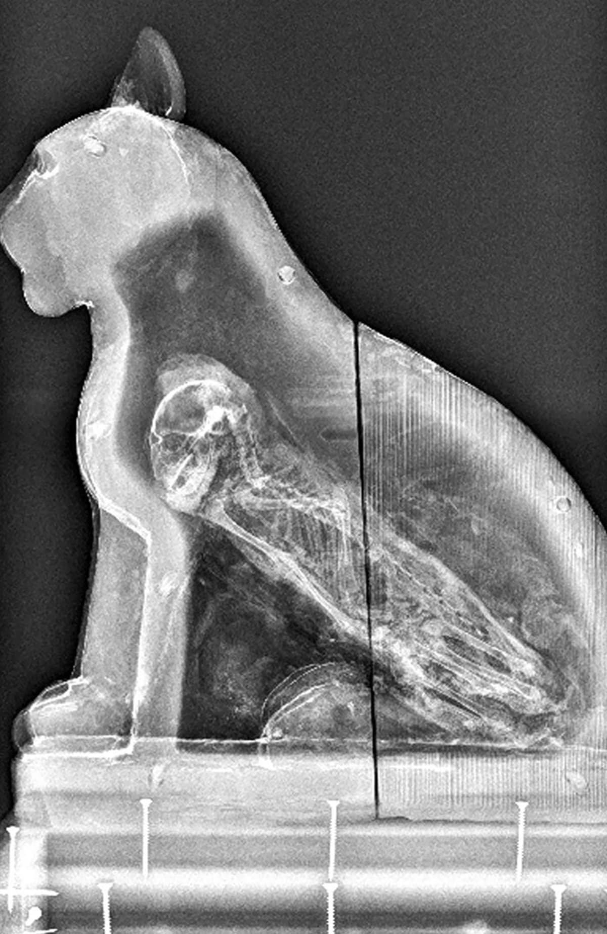 Rentgen egyptského sarkofágu odkryl mumii několik tisíc let starého kotěte