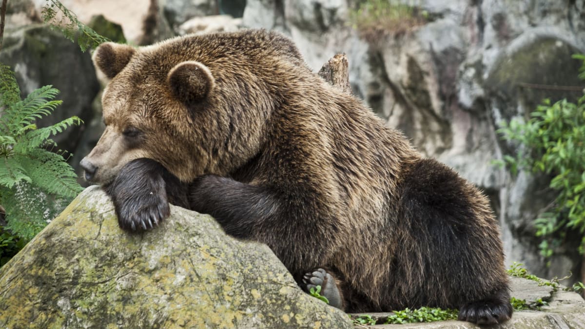 Co se stane, když medvědům příroda nedopřeje dostatečný odpočinek?