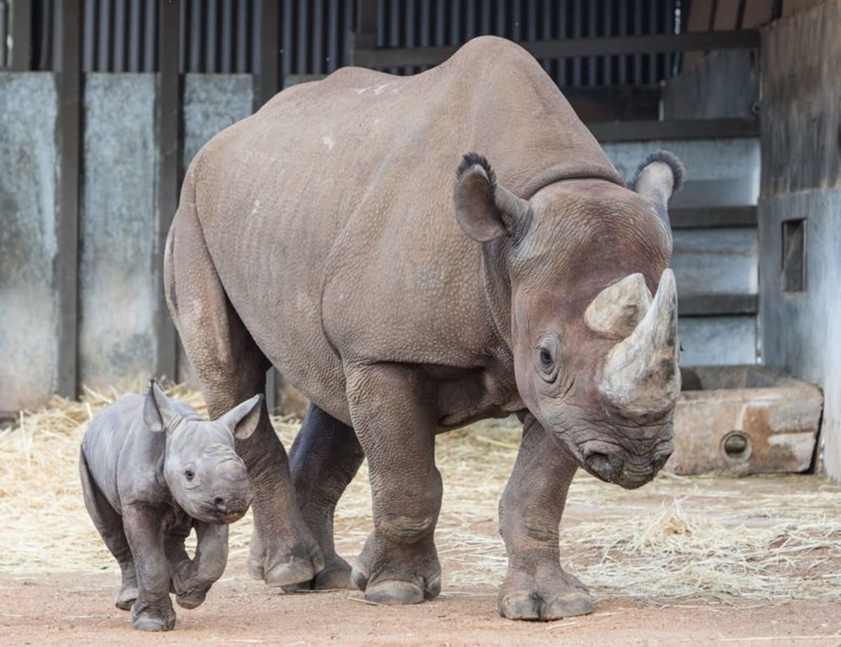 Mládě nosorožce černého - Obrázek 2
