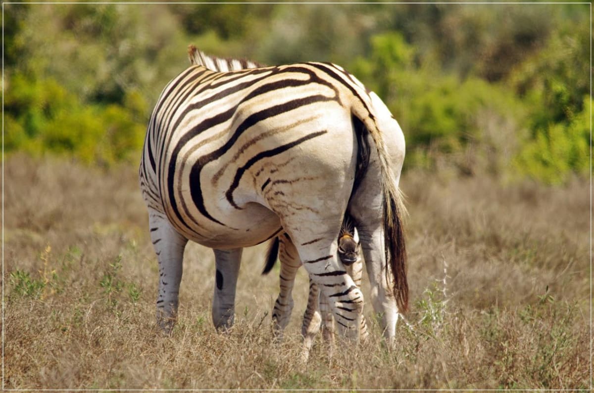 Jak rychle dokáže mládě zebry vstát poté, co se narodí?! - Obrázek 11