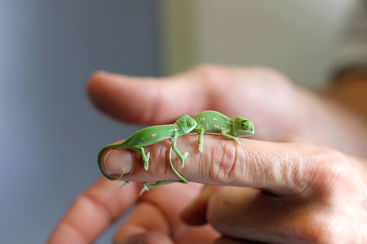 Novorození chameleoni ze zoo Sydney - Obrázek 5