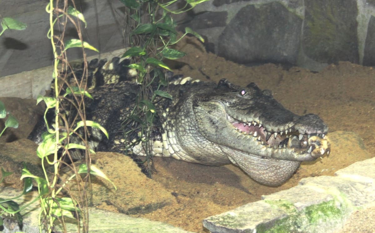 Krokodýli siamští z Protivína - Obrázek 4