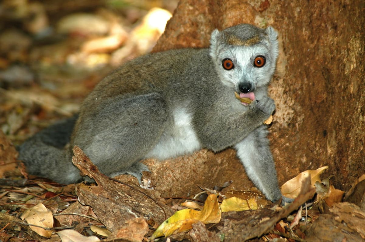 Madagaskarští duchové - lemur korunkatý