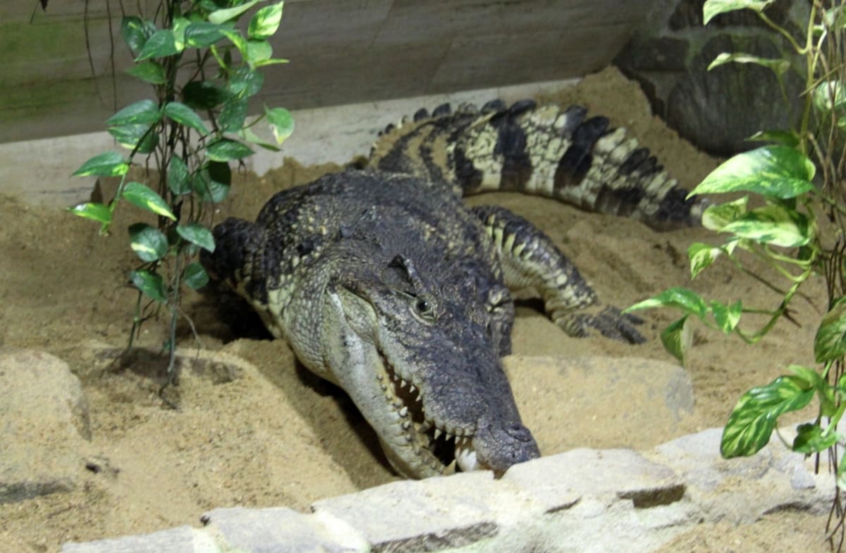 Krokodýli siamští z Protivína - Obrázek 3