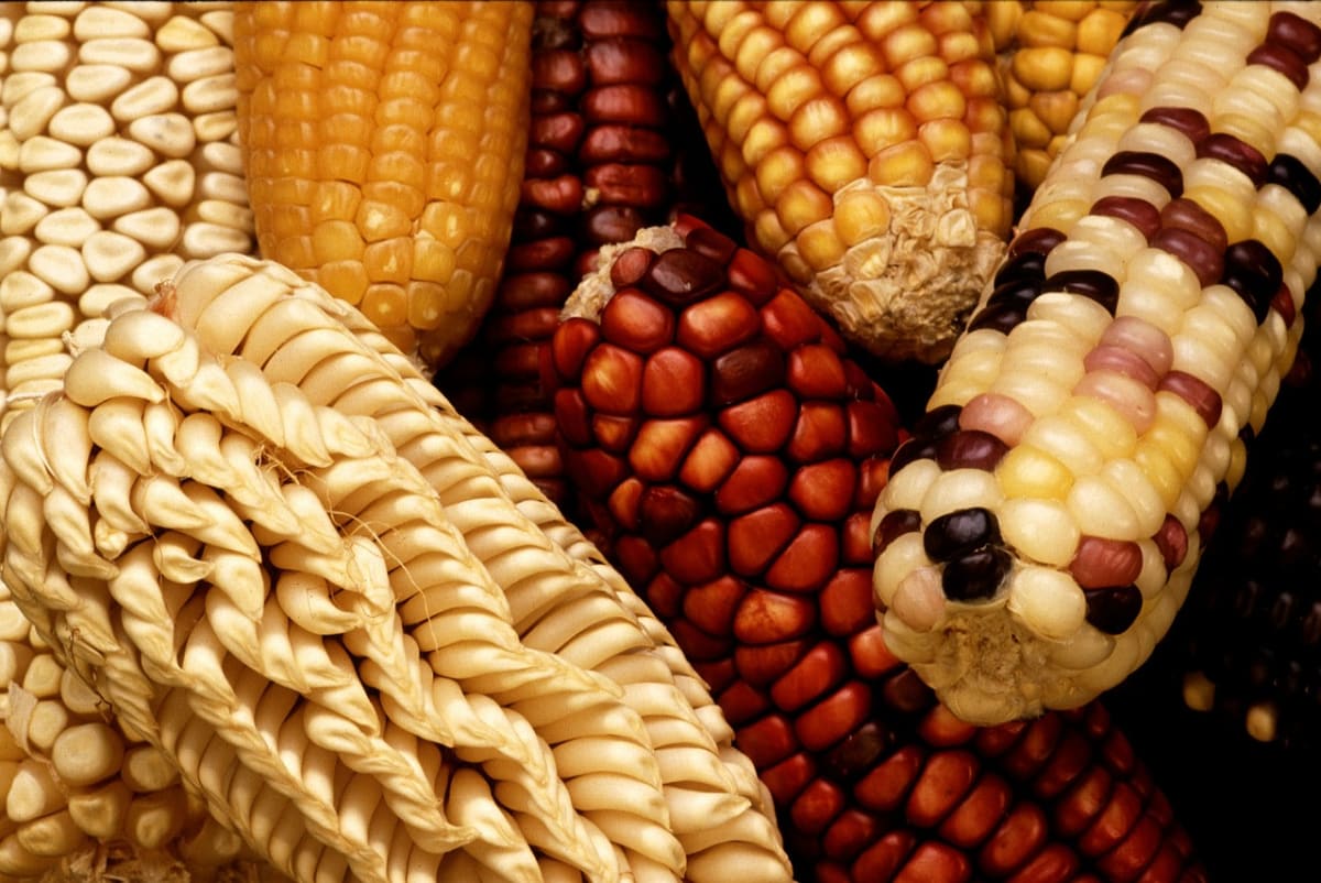 GMO kukuřice - dnes už běžná plodina