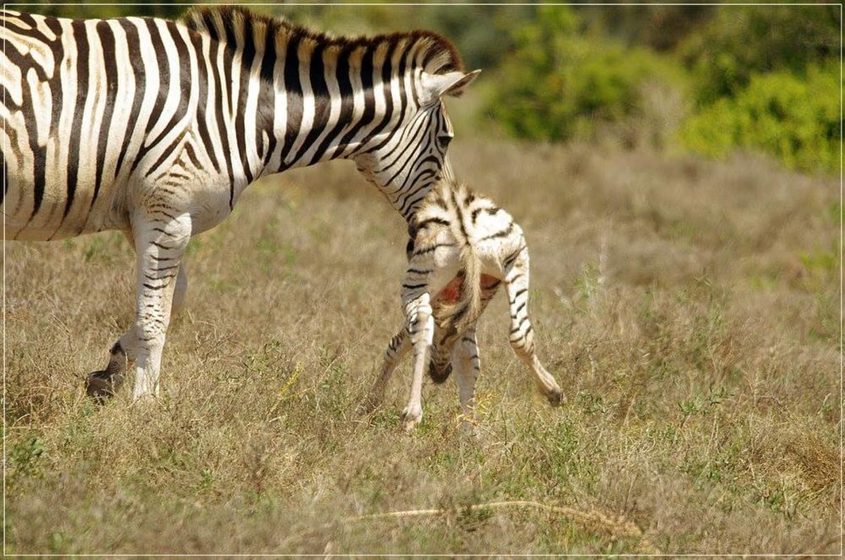 Jak rychle dokáže mládě zebry vstát poté, co se narodí?! - Obrázek 2