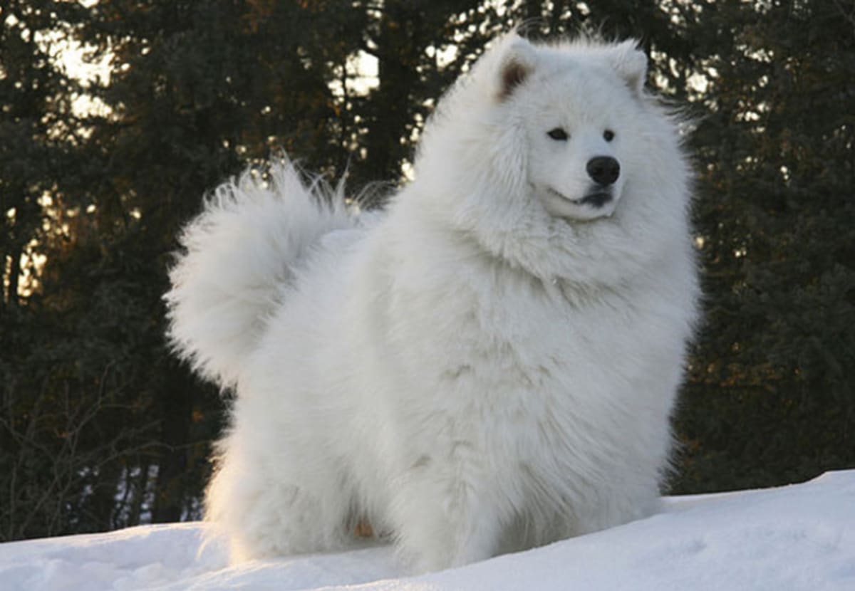 Samojed je velmi staré plemeno sibiřského psa. Je to velmi dobromyslný pes, který má rád dospělé i děti