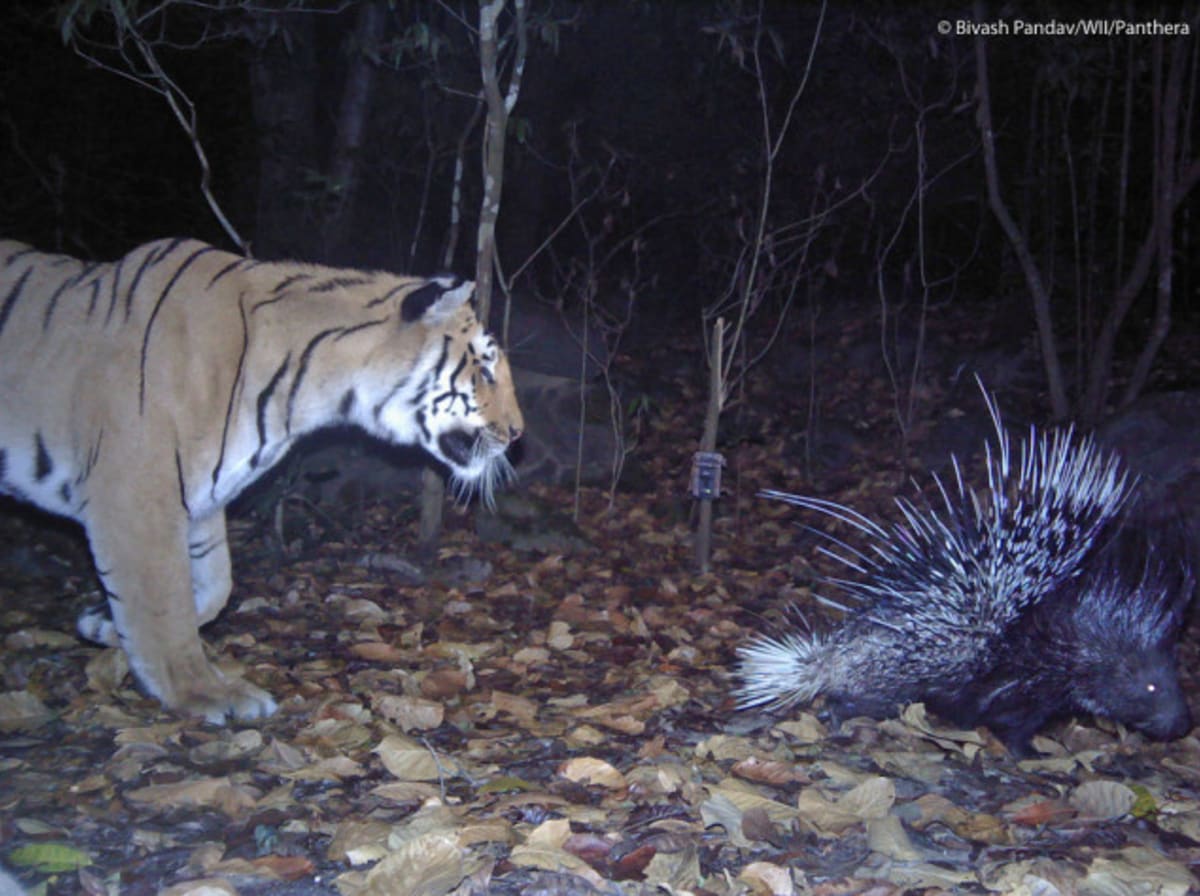 Divoký tygr pronásleduje dikobraza; Indie -Terai