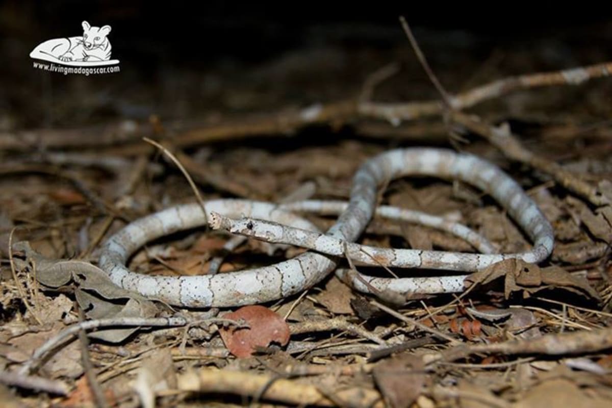 Langaha listonohá - bizarní hadí krasavice z Madagaskaru - Obrázek 4
