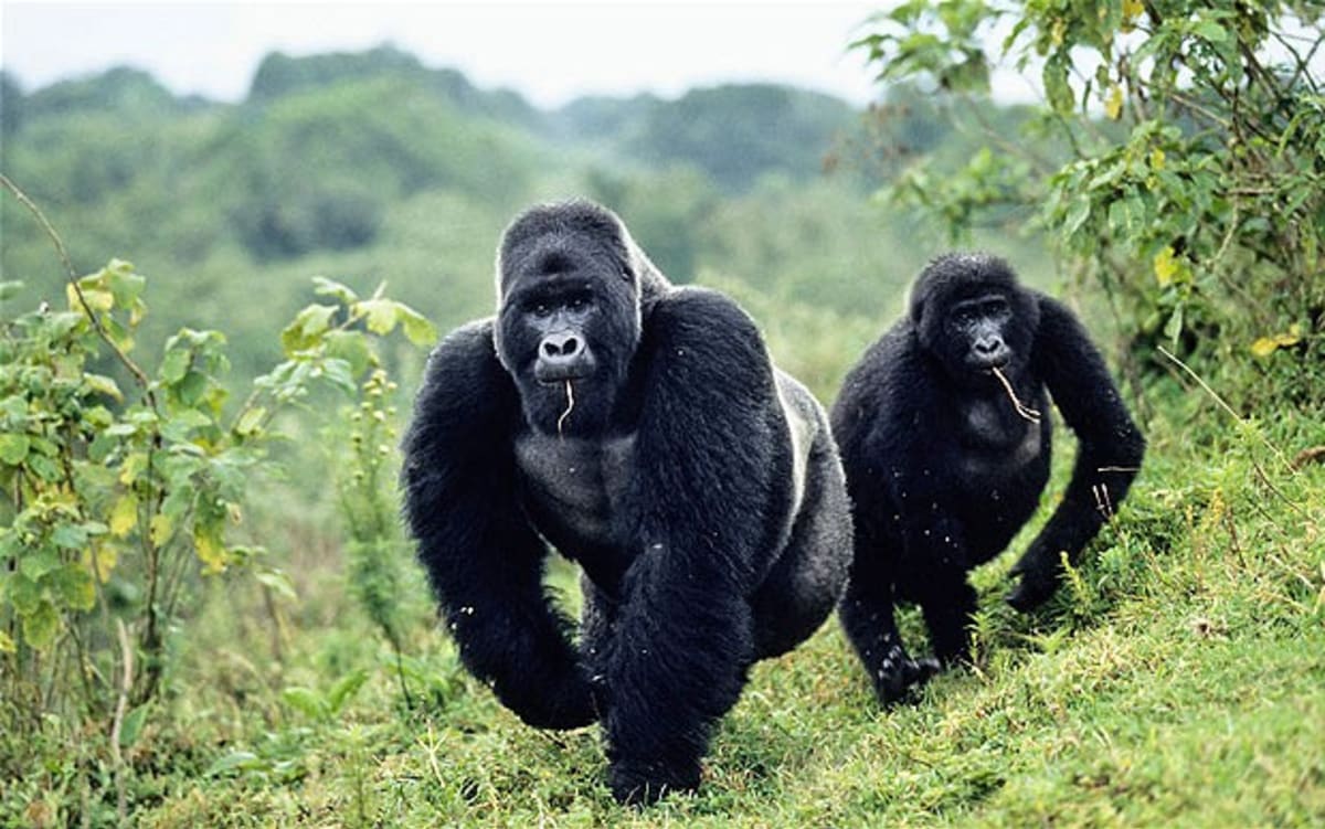 Běžící gorily v Kongu