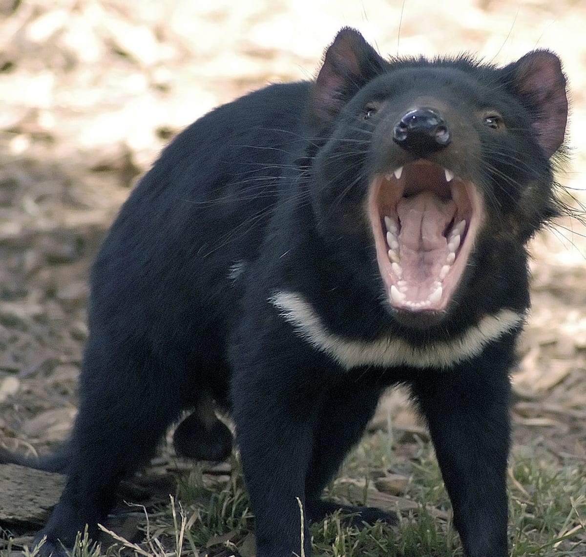 ďábel medvědovitý - vačnatý dravec vyhubený v Austrálii a ohrožený na Novém Zélandu