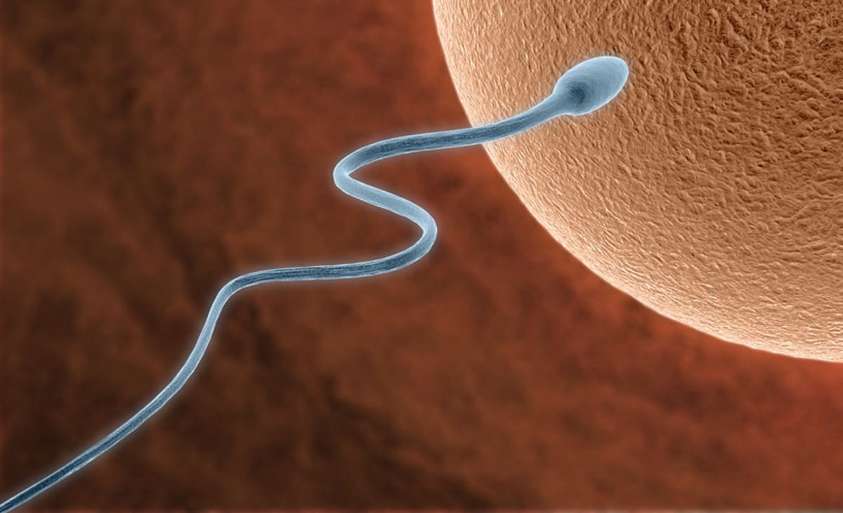 Spermie míří do vajíčka