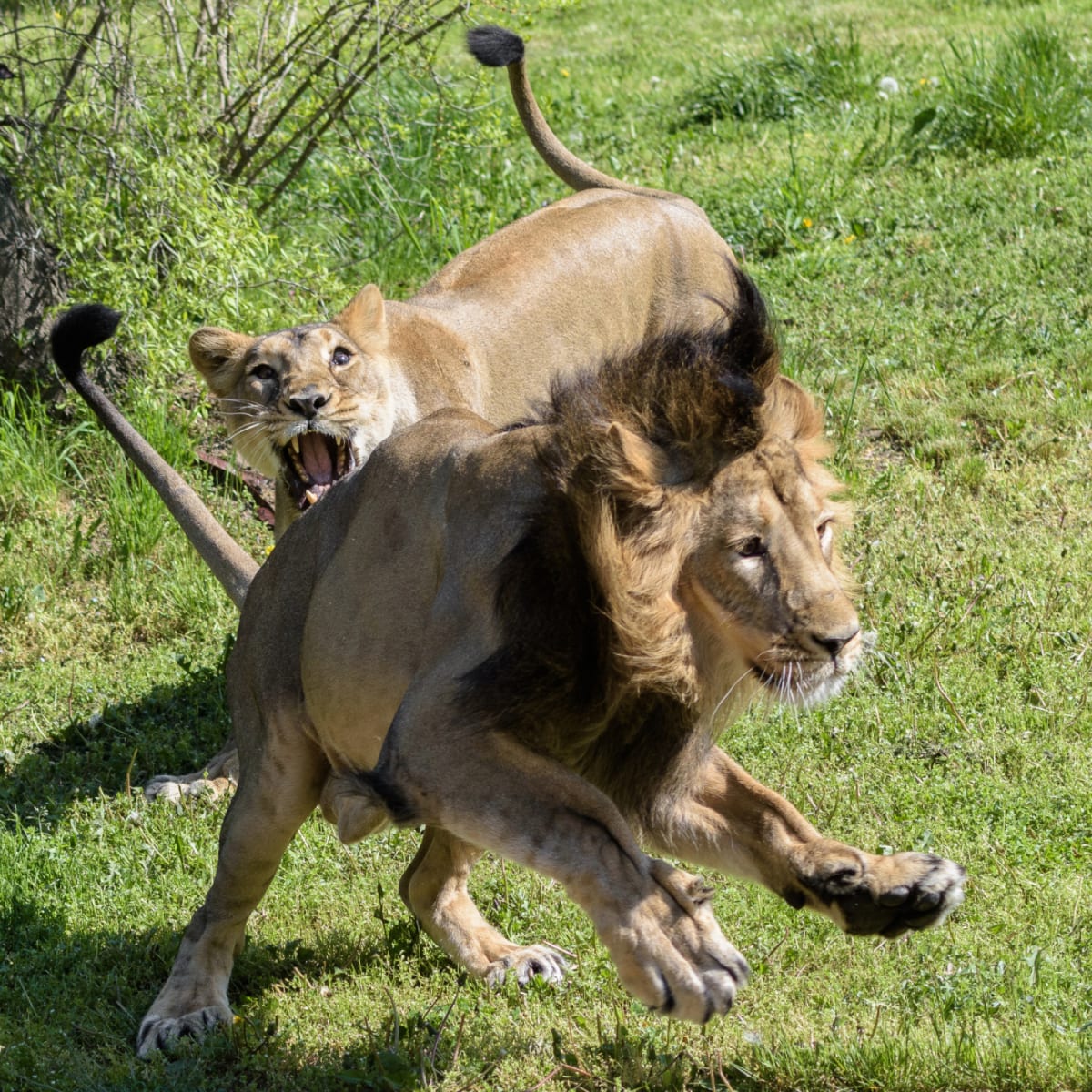 Samice lva indického Suchi při honičce se samcem Jamvanem.