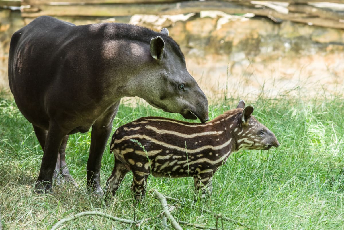tapírek