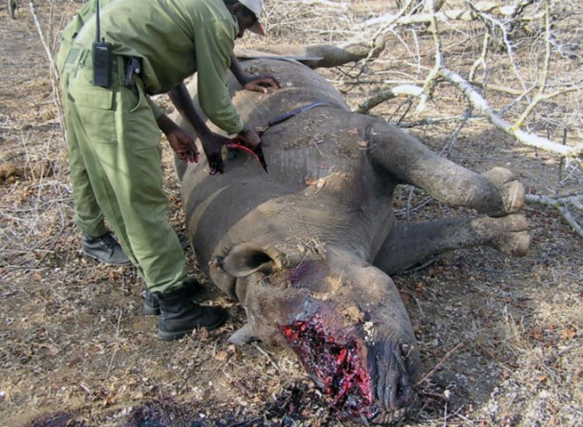 Pytlačení nosorožců
