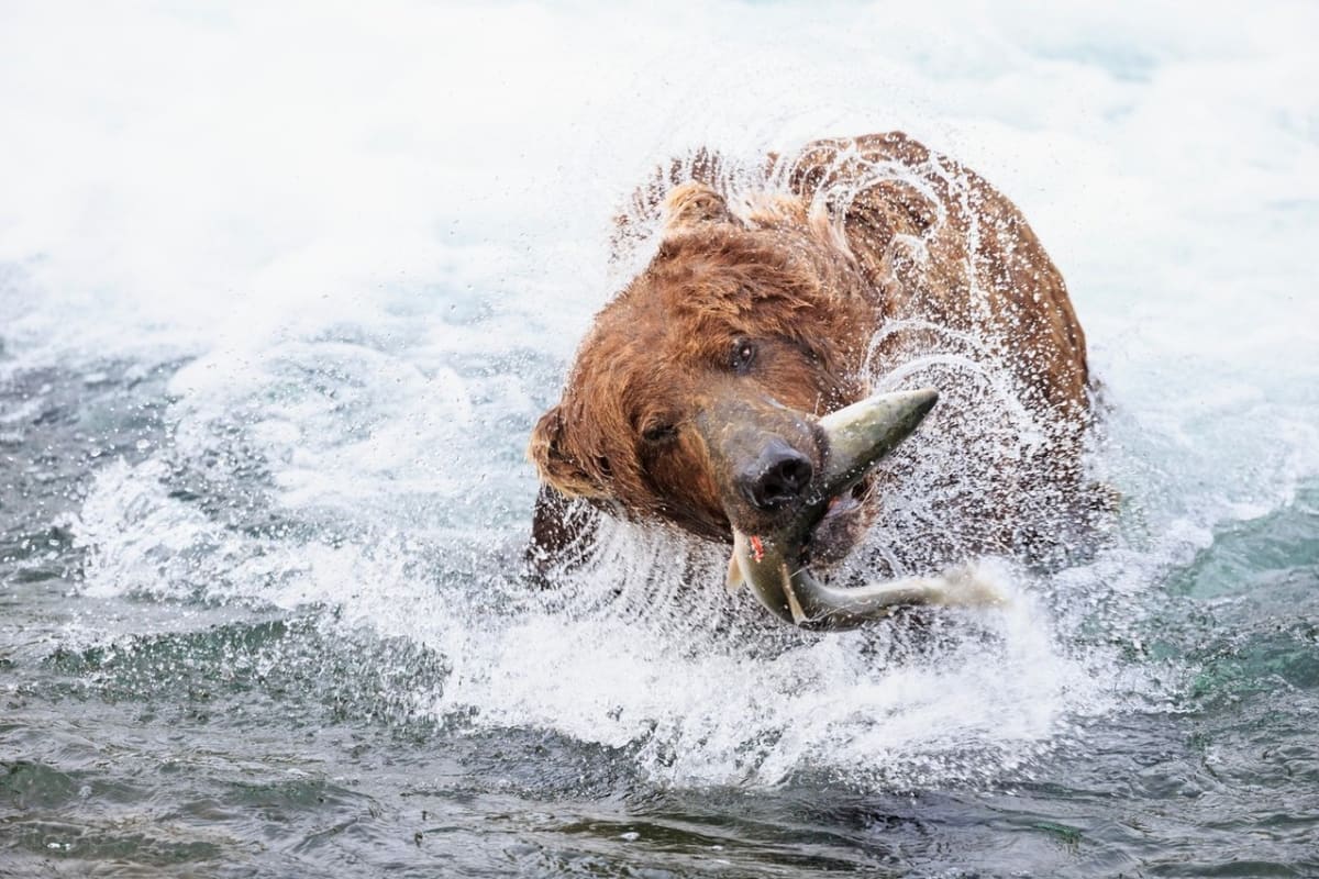 Aljašský medvěd