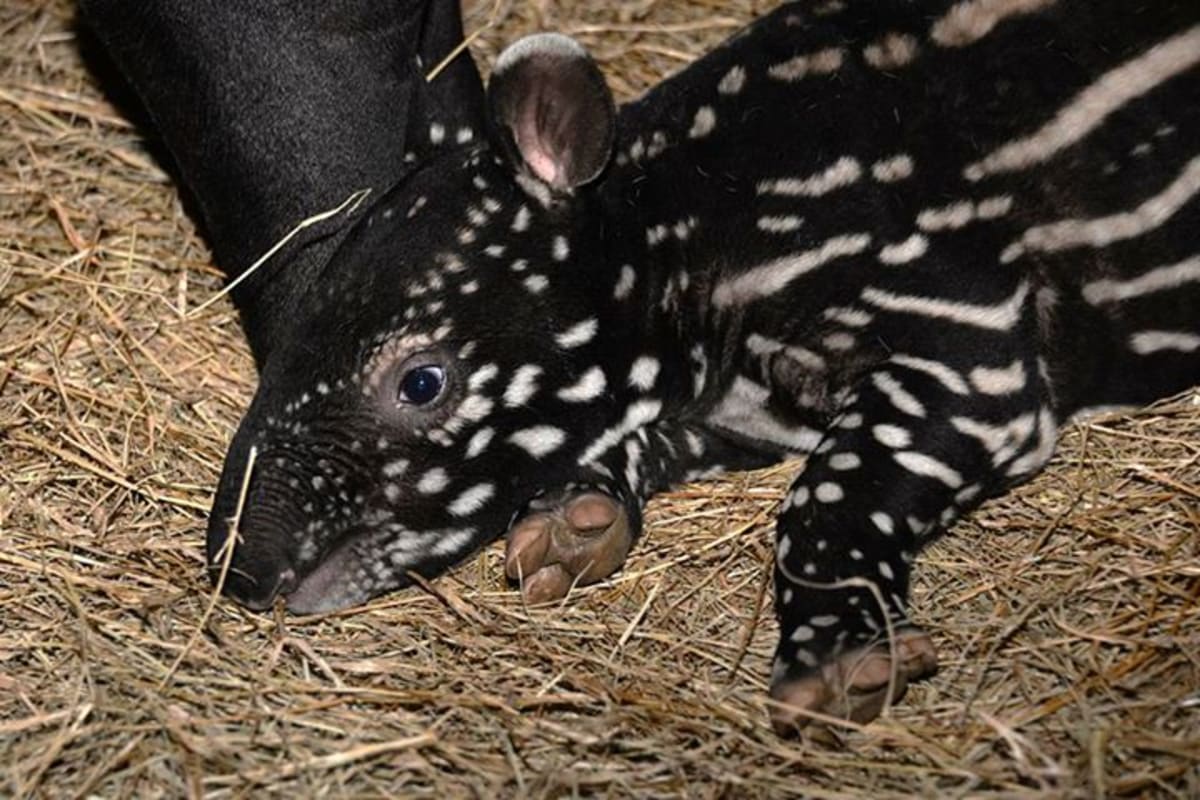 Mládě tapíra se představuje - Obrázek 4
