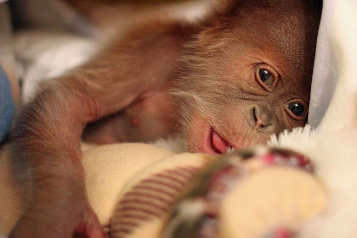 Novorozený orangutan z Berlína - Obrázek 9
