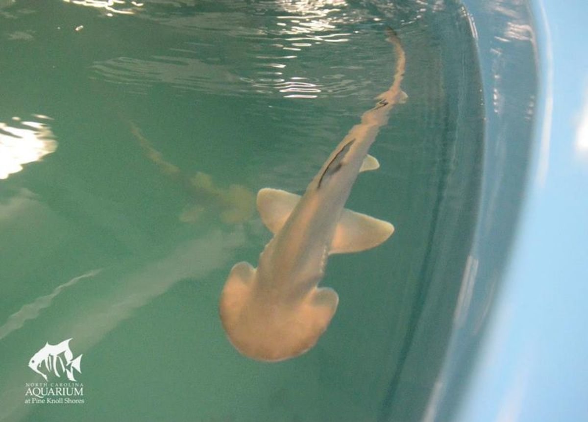 Mláďata žraloka kaldivouna tuburo - Obrázek 4