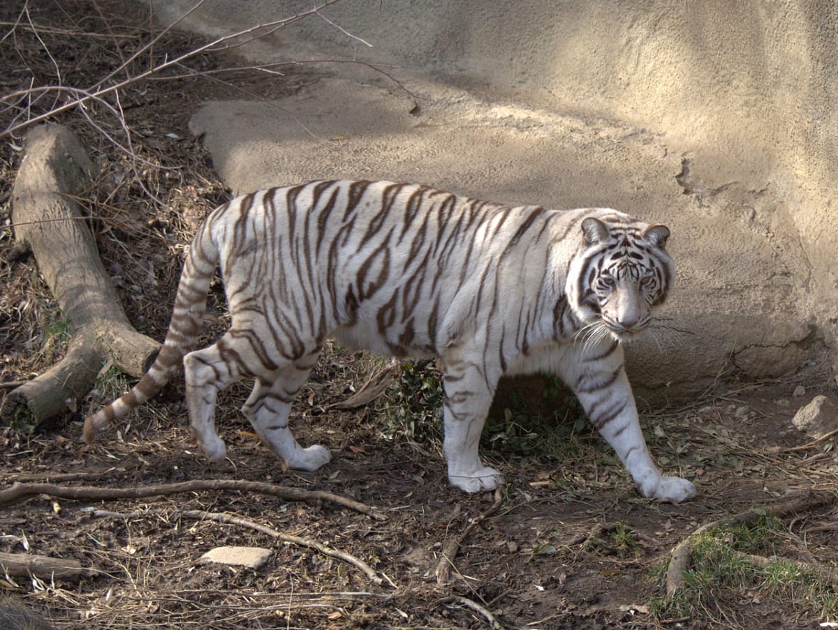 Bílí tygři - skvosty mezi šelmami - Obrázek 7