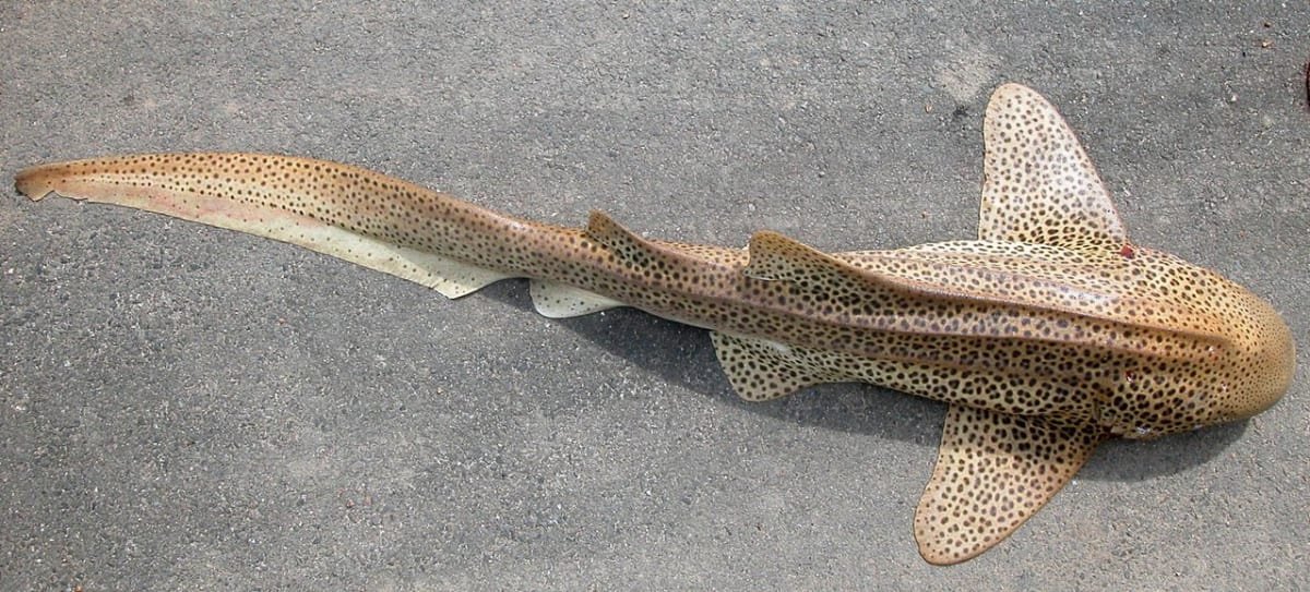 žralok zebrovitý Stegostoma fasciatum