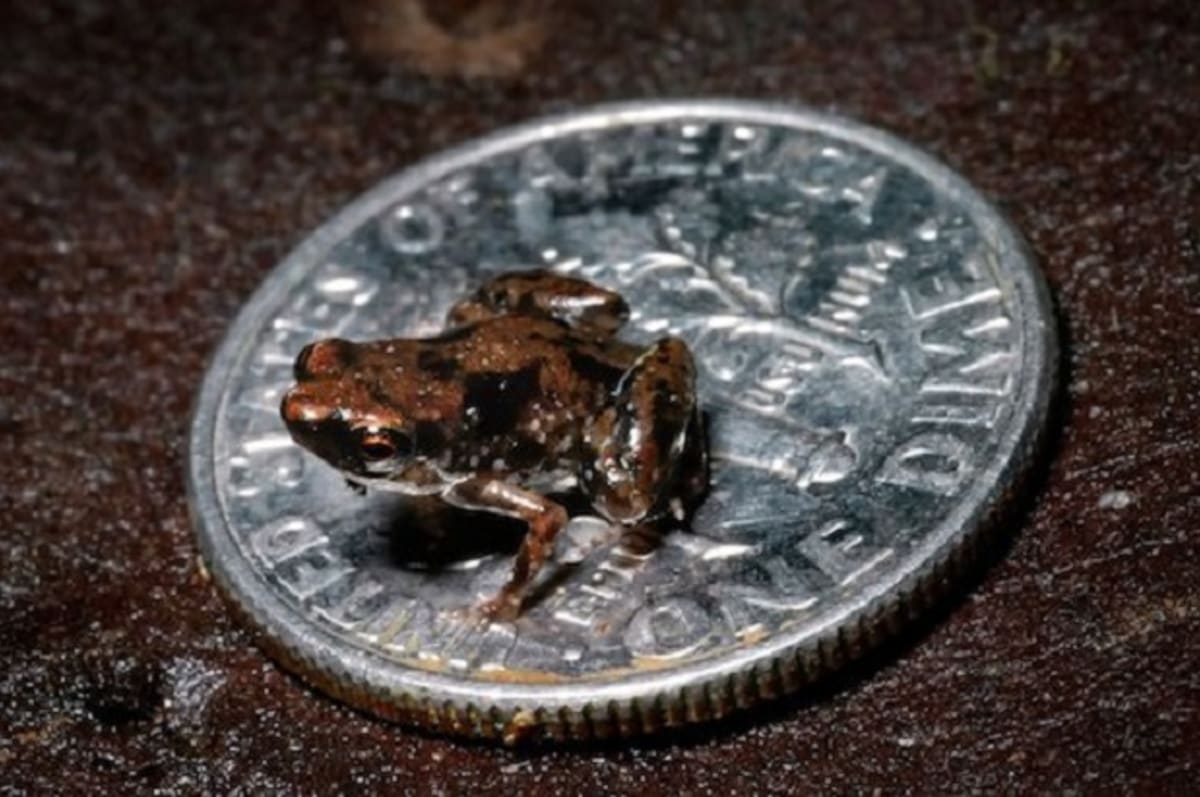 Úžasný objev: tato žába je vůbec nejmenší obratlovec světa. Měří pouhých 7,7 milimetrů!