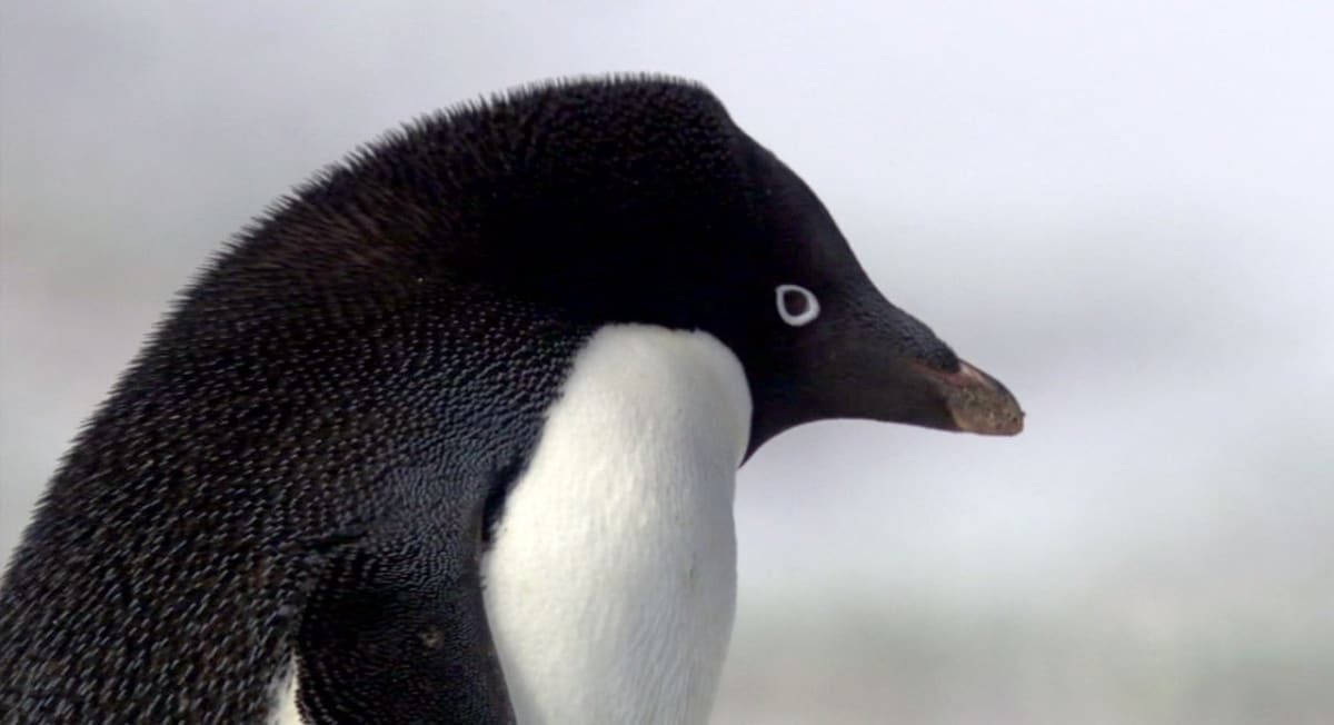 Tučňák kroužkový