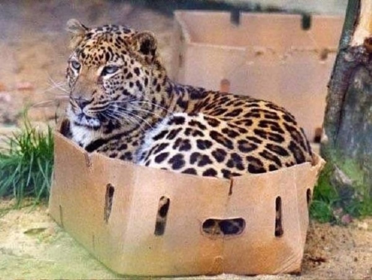 Velké kočky milují krabice - Obrázek 1