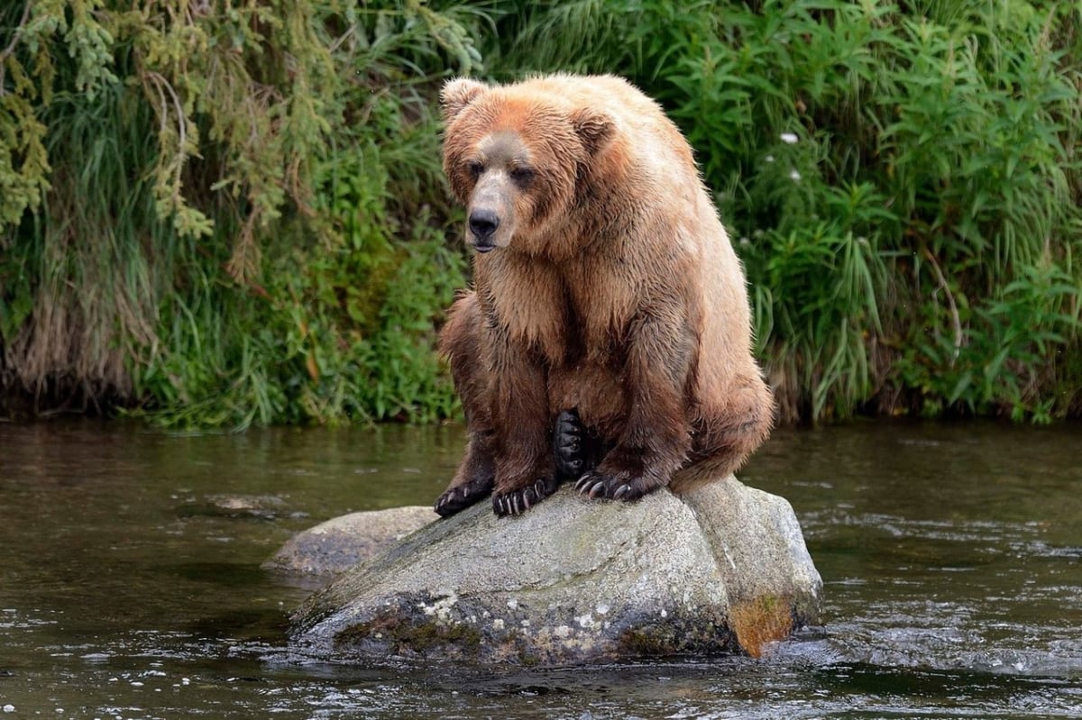 Když se medvědům nedaří rybolov - Obrázek 1