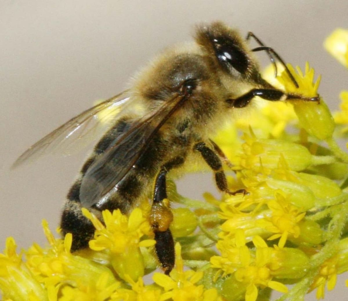Na světě je opylováno asi 85 % všech kvetoucích rostlin hmyzem; z toho 85 % včelami