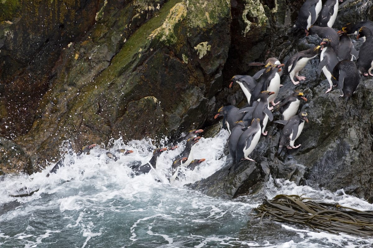 Největší kolonie tučňáků - Obrázek 4