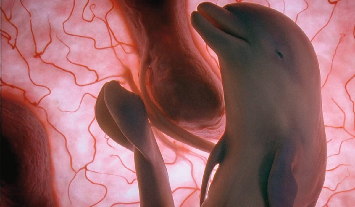Delfíně v děloze